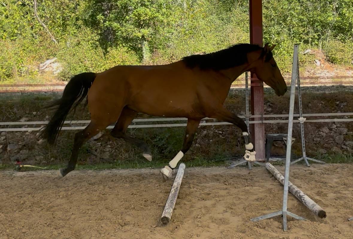 Cheval 5ans top mental