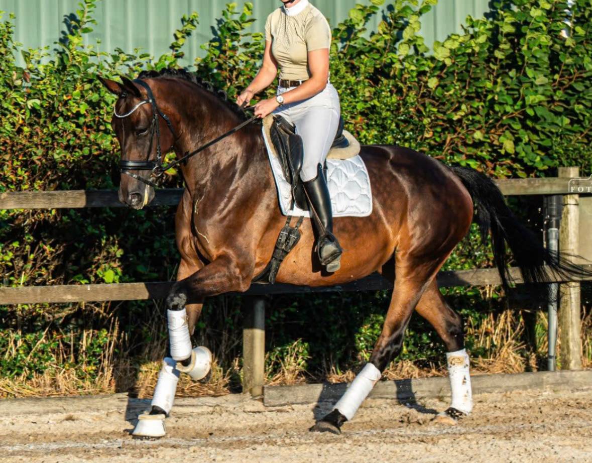Cheval 7ans kwpn