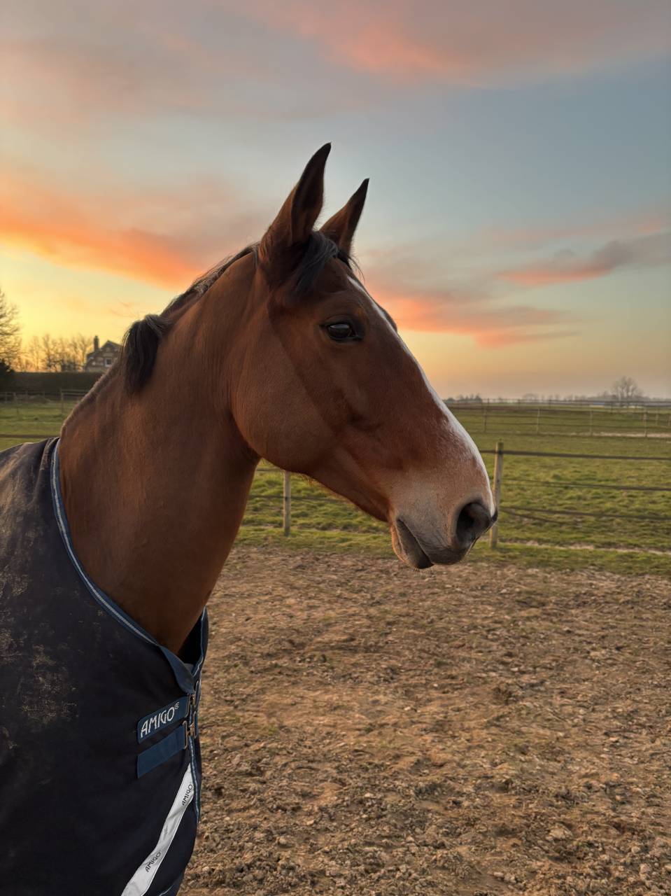 Vente cheval de saut 