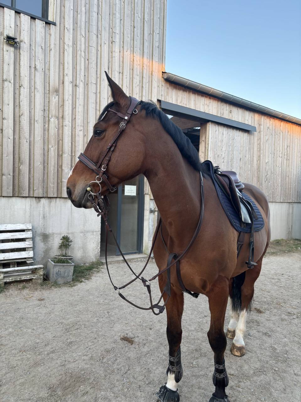 Vente cheval de saut 