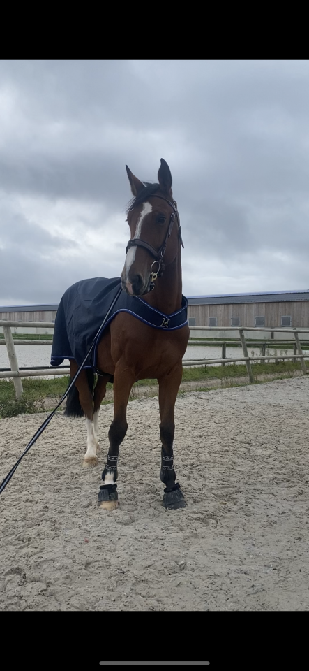 Vente cheval de saut 
