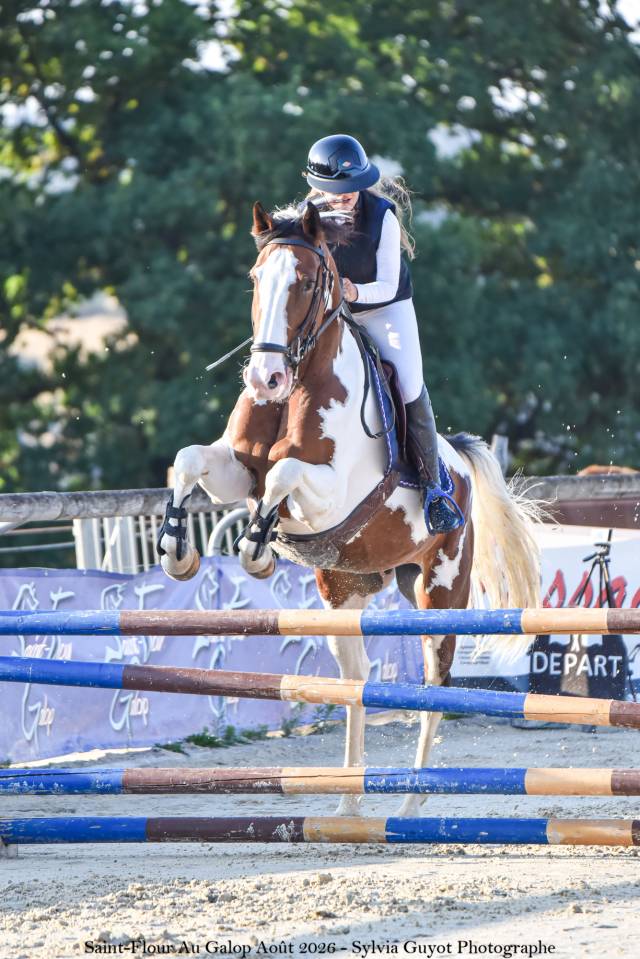 Jument oc 4 ans ( selle francais ) 