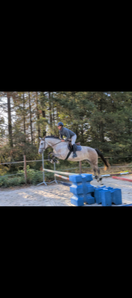 Superbe jument 4 ans par chacco white
