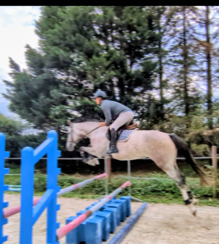 Superbe jument 4 ans par chacco white