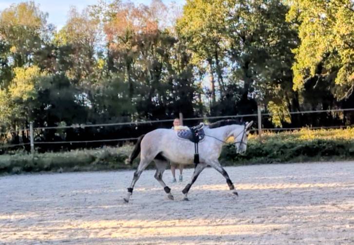 Superbe jument 4 ans par chacco white
