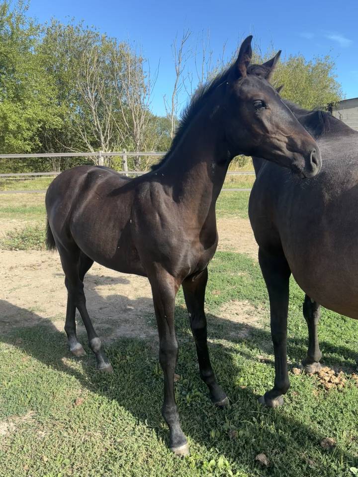 Sf (casall x cornet)