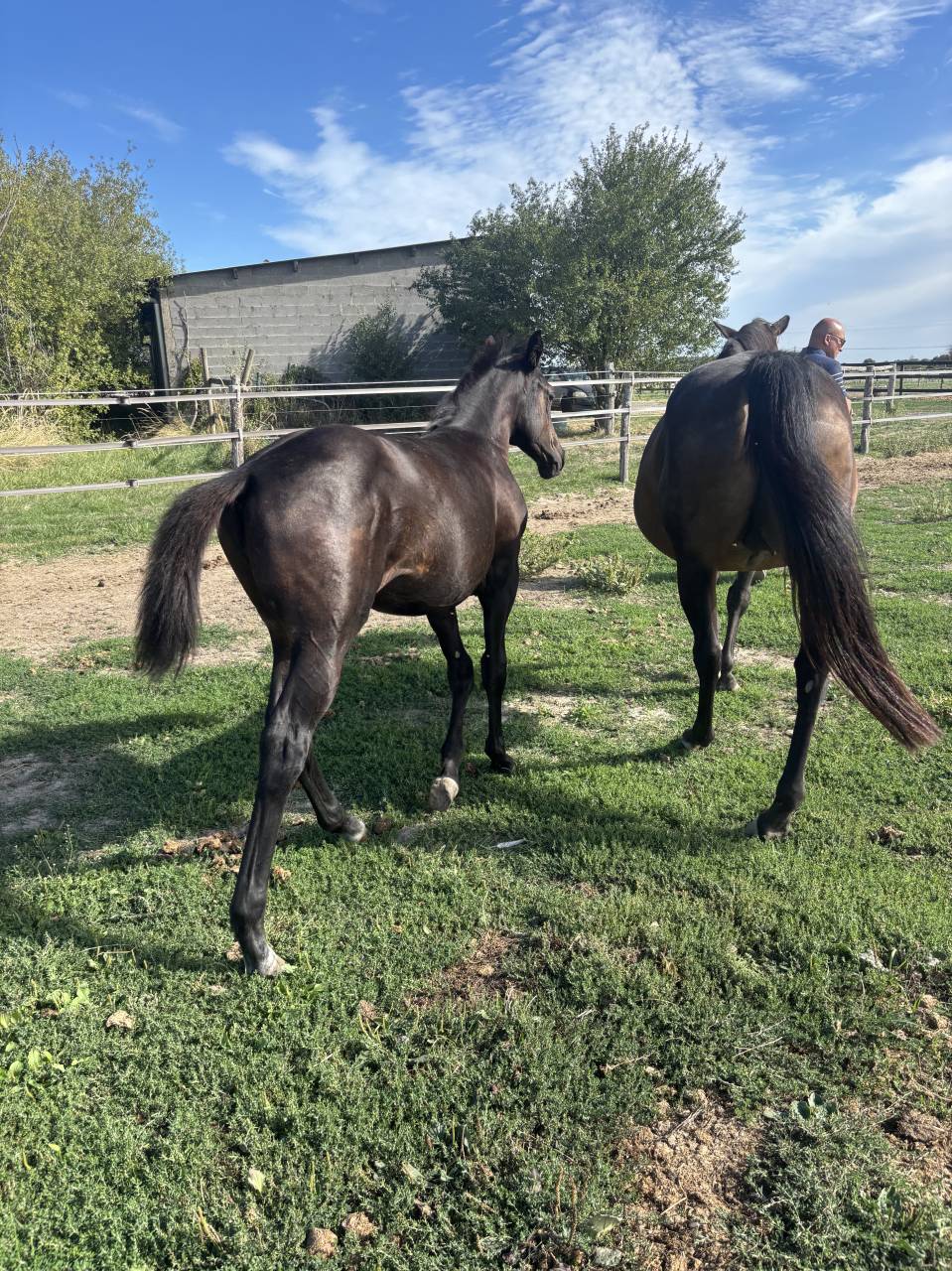 Sf (casall x cornet)