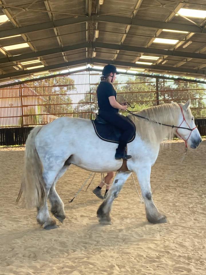Cheval de trait 