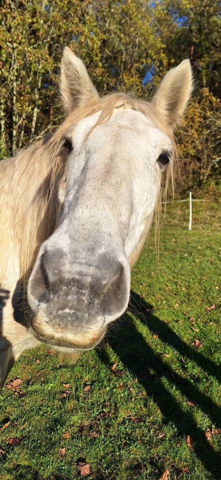 Cheval de trait 