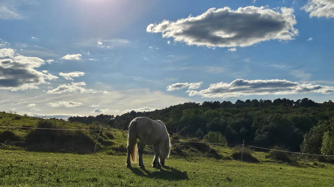 Cheval de trait 