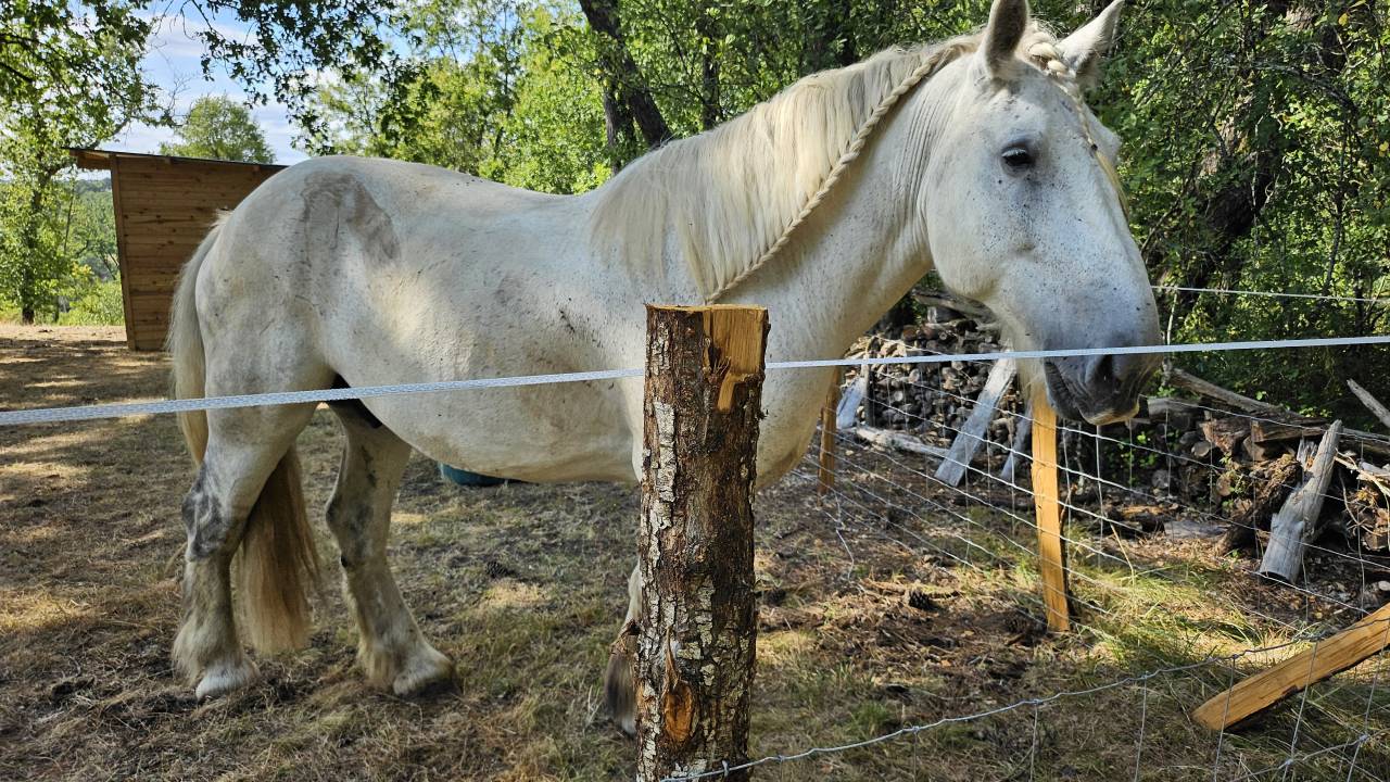Cheval de trait 