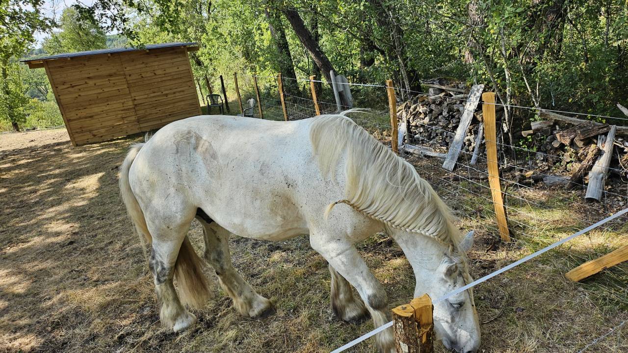 Cheval de trait 