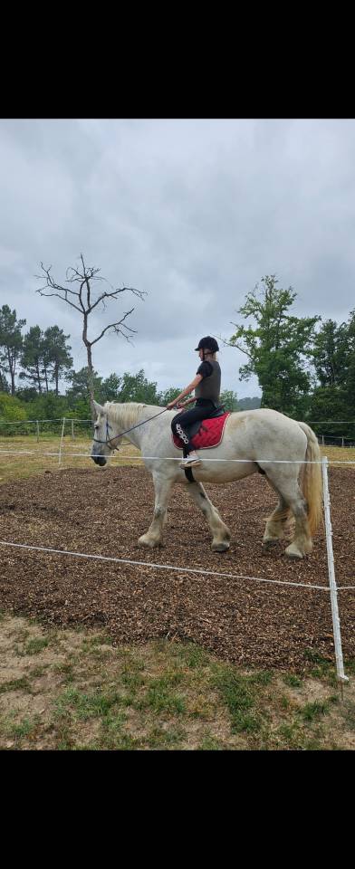Cheval de trait 