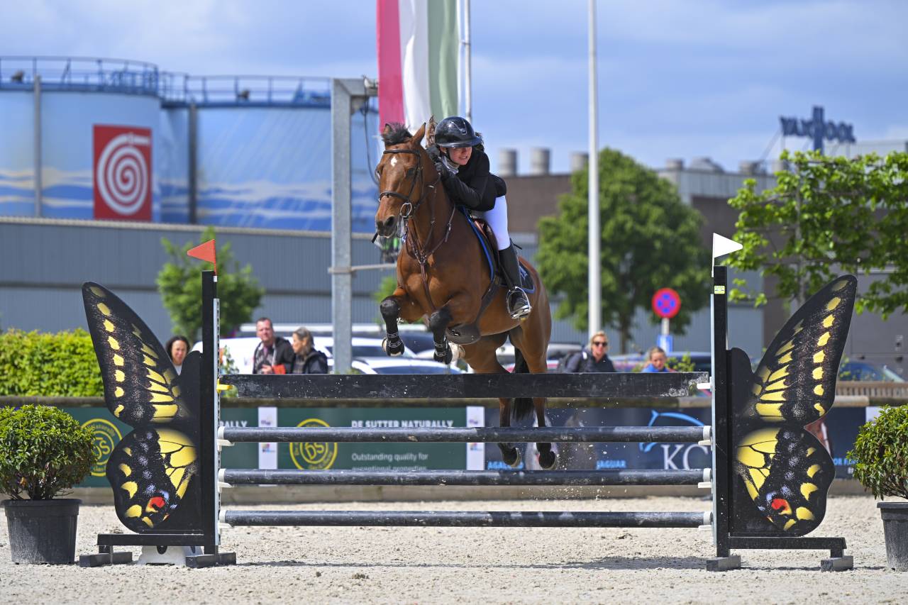Cheval de sport bai &agrave; VENDRE 