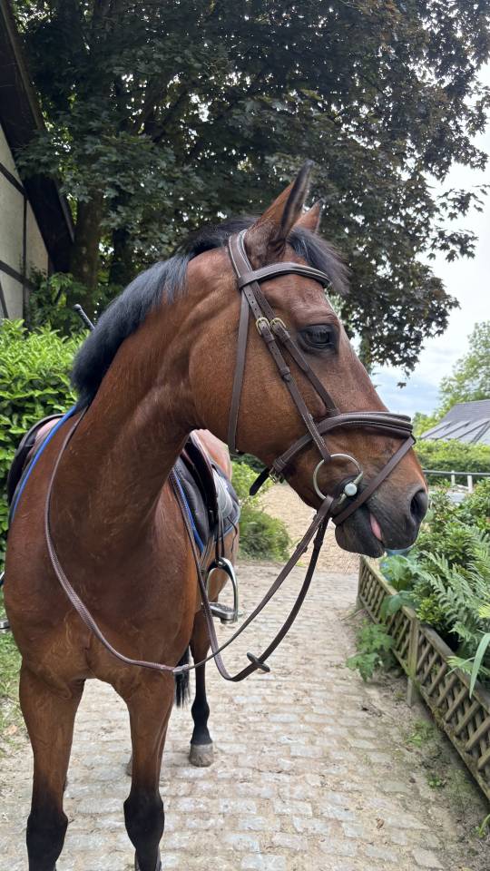Cheval de sport bai &agrave; VENDRE 