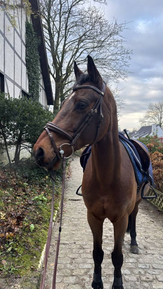 Cheval de sport bai &agrave; VENDRE 