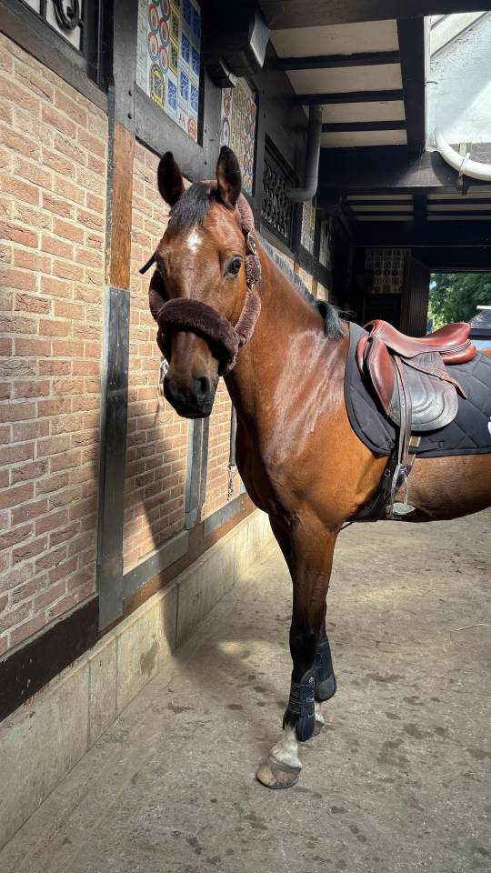 Cheval de sport bai &agrave; VENDRE 