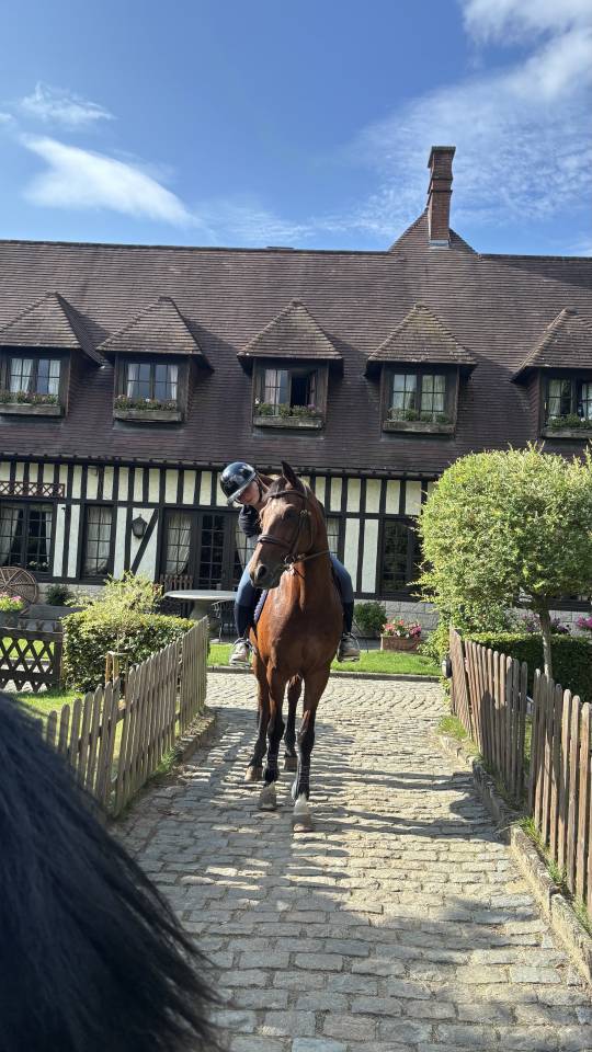 Cheval de sport bai &agrave; VENDRE 
