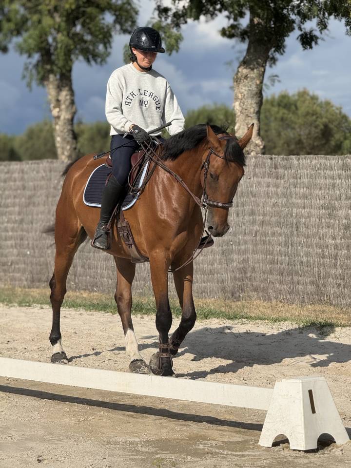 Cheval &agrave; pendre en pension