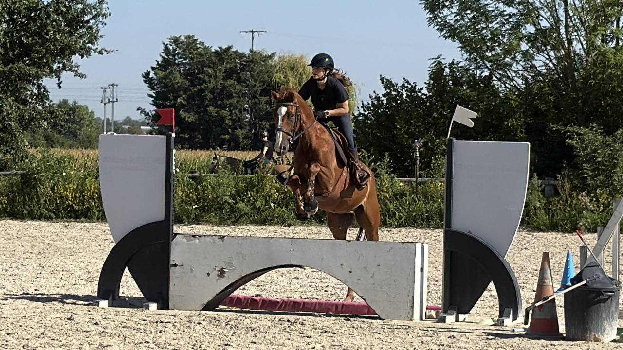 Jeune hongre 5 ans &ndash; sport &ndash; Riom (63)