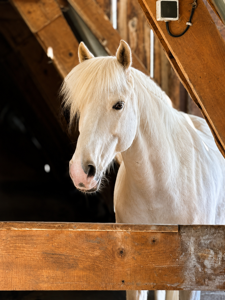 Hongre - PFS - 9 ans - CCE /CSO/ Polyvalent - France