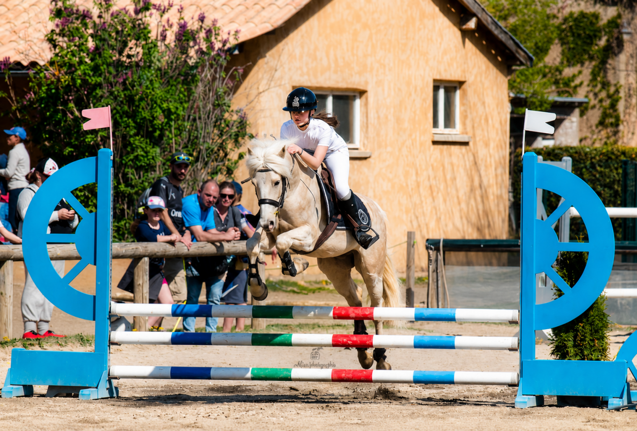 Hongre - PFS - 9 ans - CCE /CSO/ Polyvalent - France