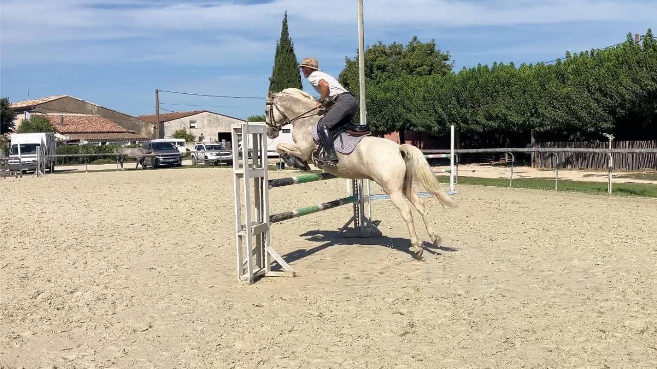Hongre - PFS - 9 ans - CCE /CSO/ Polyvalent - France