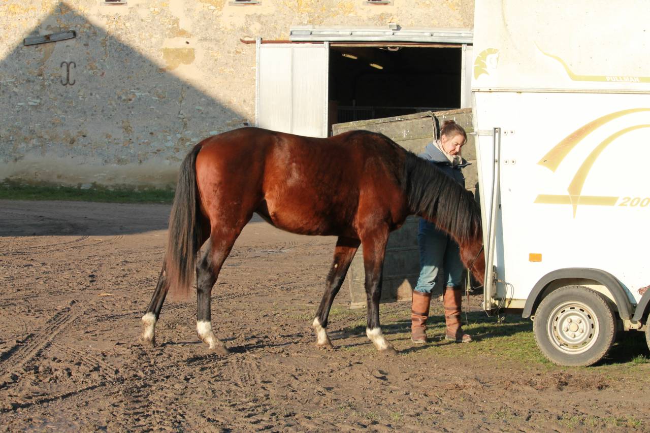 &Eacute;ducation - Pr&eacute;-d&eacute;bourrage - D&eacute;bourrage du jeune cheval