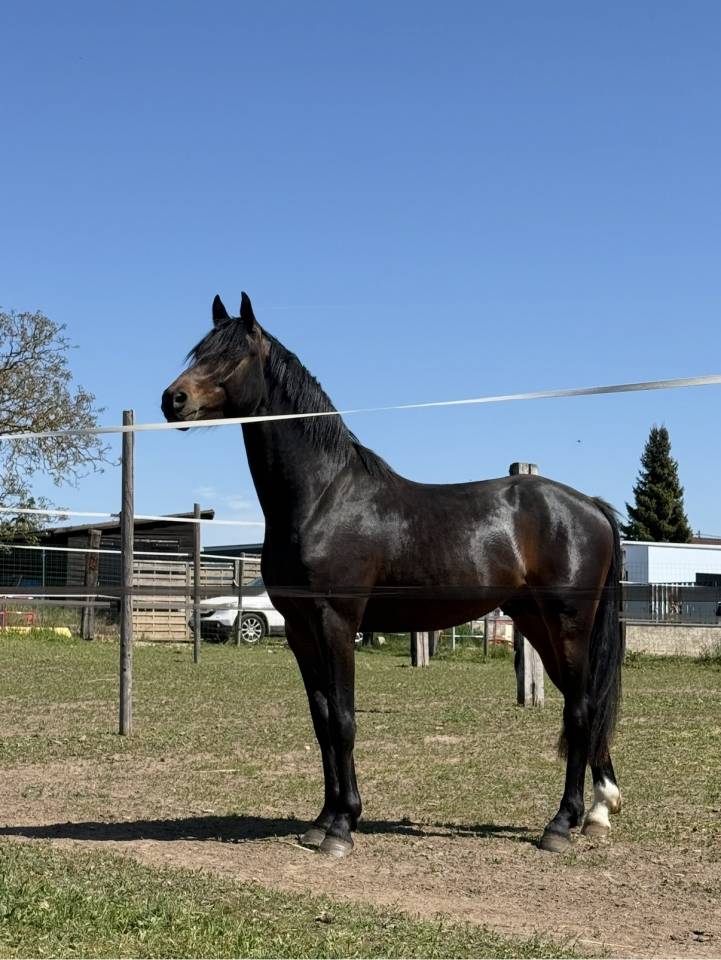 Magnifique Zangersheide 