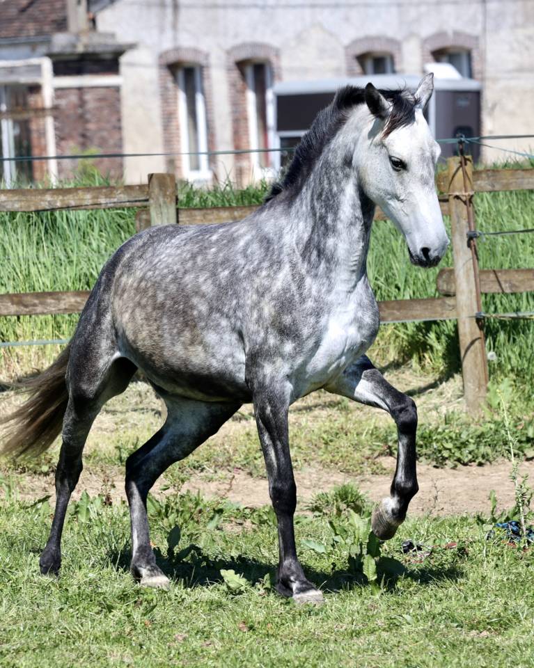 Tr&egrave;s jolie jument PRE PP APTA grise de 5 ans, d&eacute;bourr&eacute;e