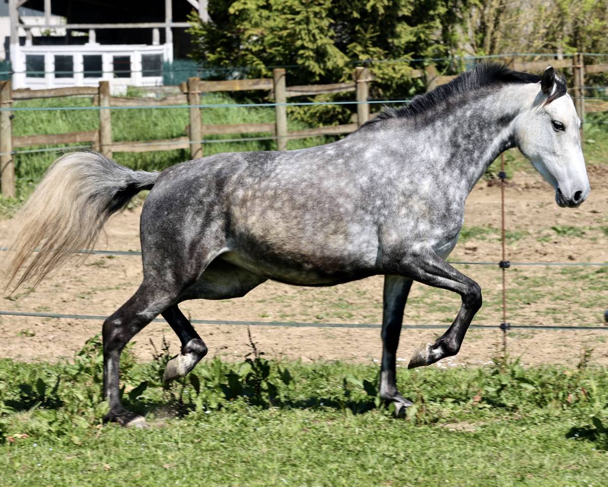 Tr&egrave;s jolie jument PRE PP APTA grise de 5 ans, d&eacute;bourr&eacute;e