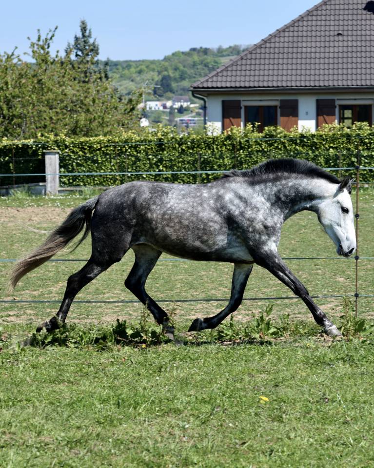 Tr&egrave;s jolie jument PRE PP APTA grise de 5 ans, d&eacute;bourr&eacute;e