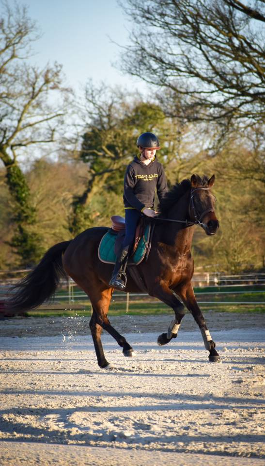 Vous recherchez un cheval toutes disciplines ? 