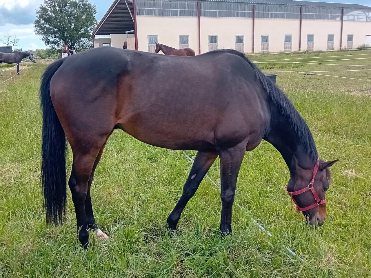 Vous recherchez un cheval toutes disciplines ? 