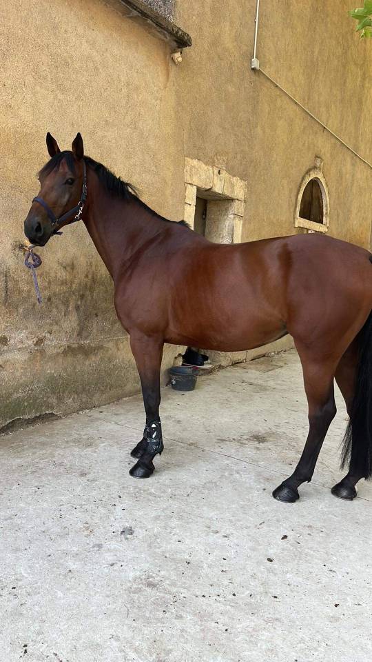 Cheval 12 ans Zangersheide 