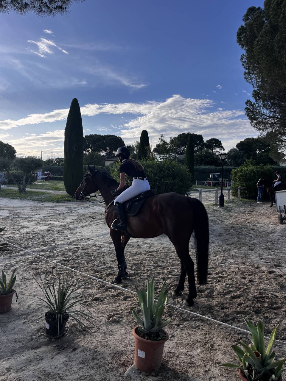 Cheval 12 ans Zangersheide 