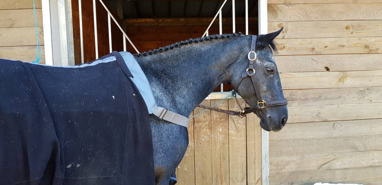 Poulini&egrave;res poneys a vendre pleines de Hatov Cordailla
