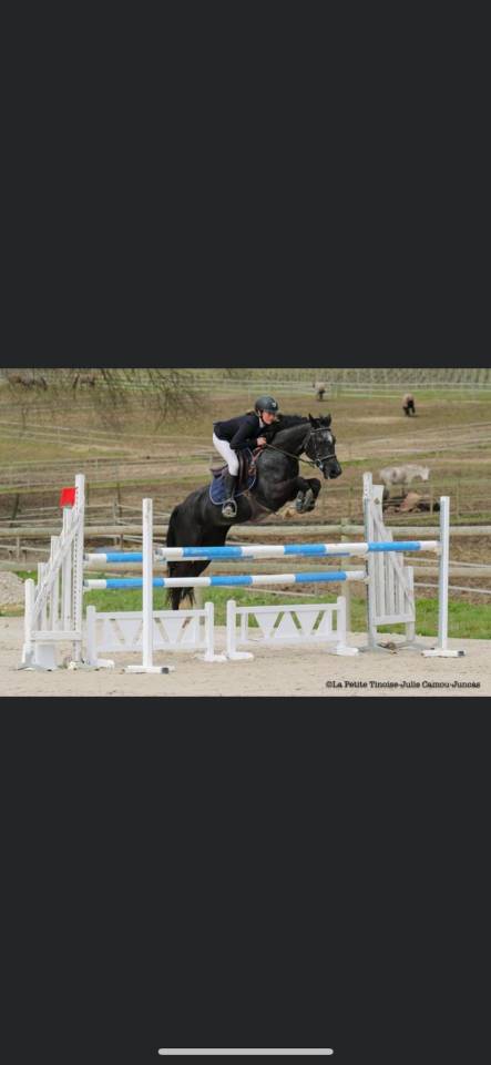 Poulini&egrave;res poneys a vendre pleines de Hatov Cordailla
