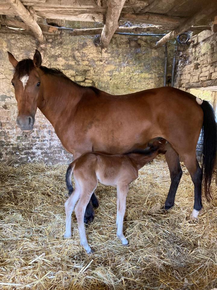 Poulini&egrave;res poneys a vendre pleines de Hatov Cordailla