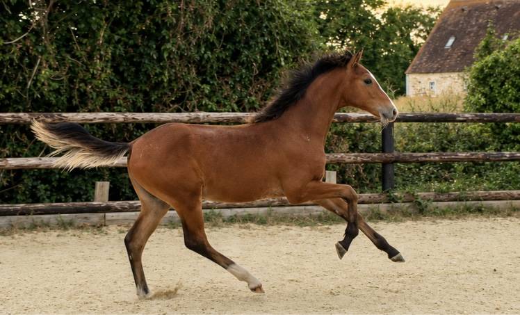 Magnifique poulain de dressage 