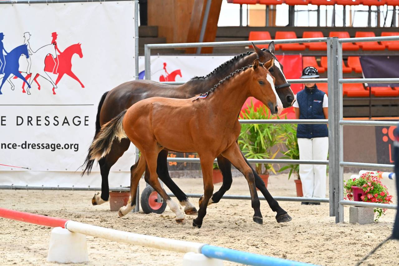 Magnifique poulain de dressage 