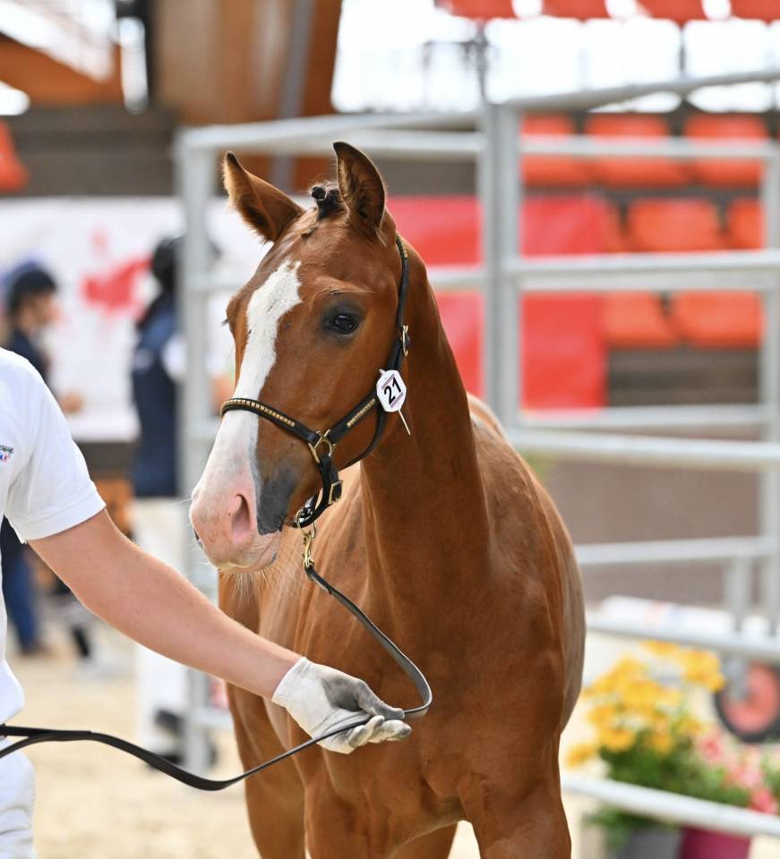 Magnifique poulain de dressage 