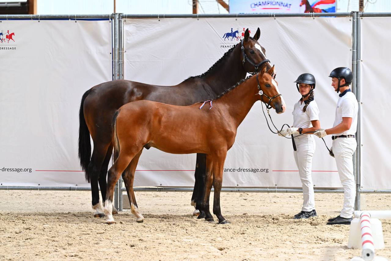 Magnifique poulain de dressage 