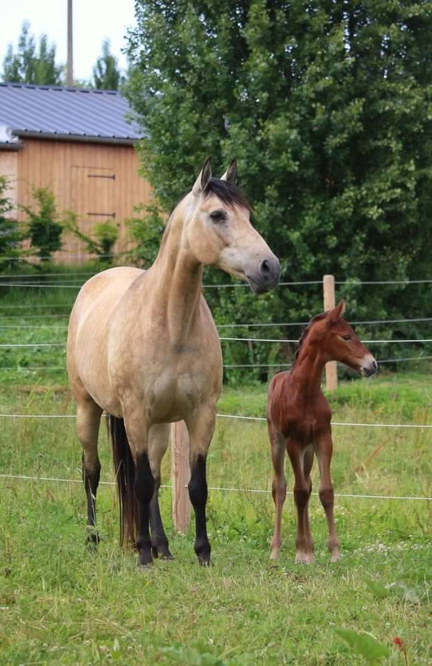 Jument espagnol 3 ans &agrave; vendre 