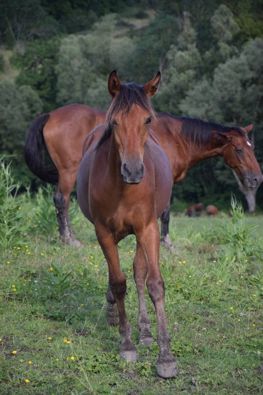 Jument espagnol 3 ans &agrave; vendre 