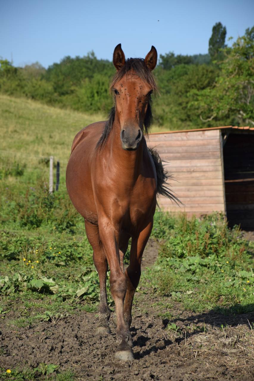Jument espagnol 3 ans &agrave; vendre 