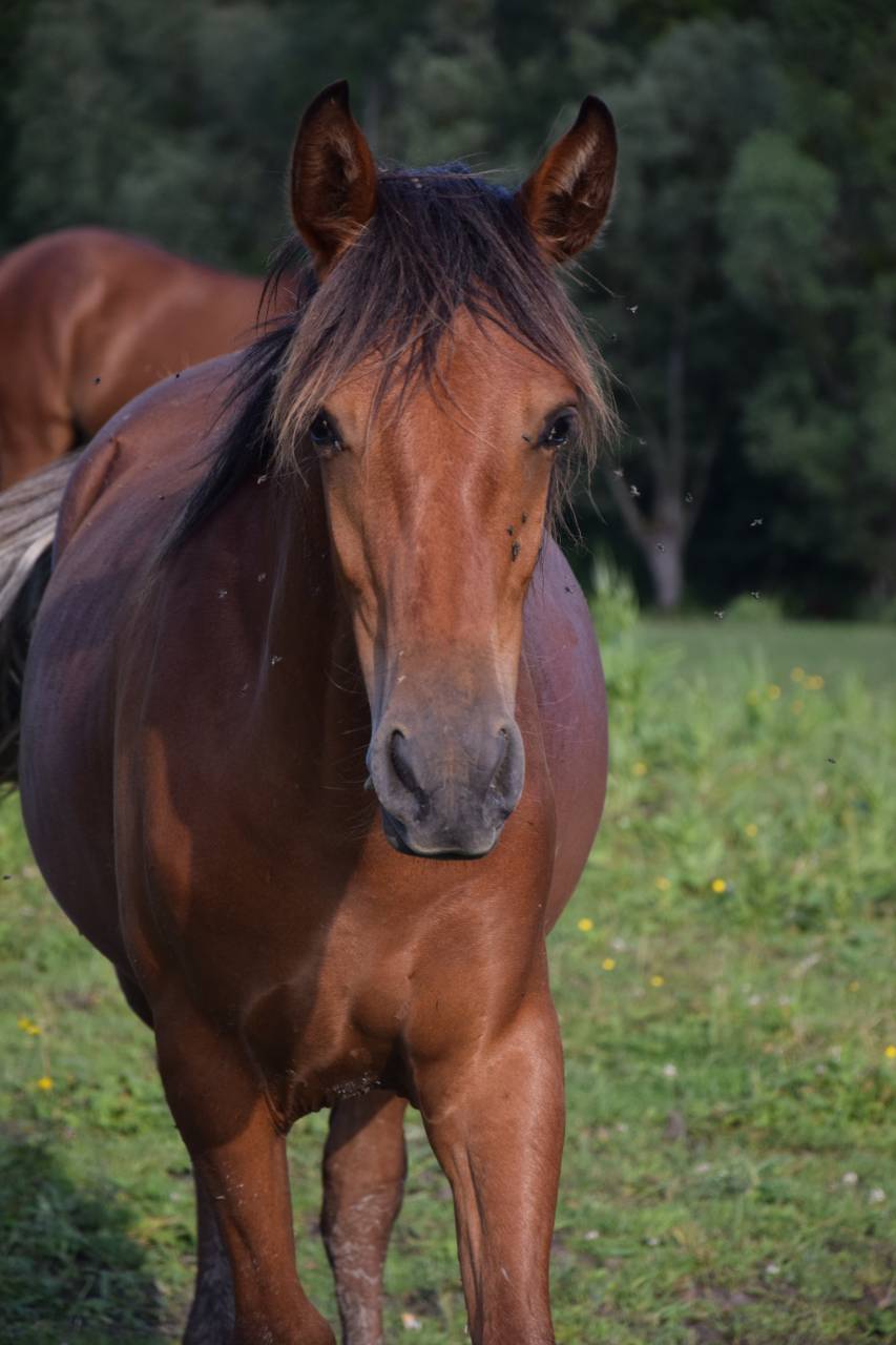 Jument espagnol 3 ans &agrave; vendre 
