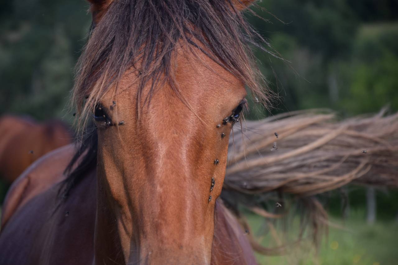 Jument espagnol 3 ans &agrave; vendre 