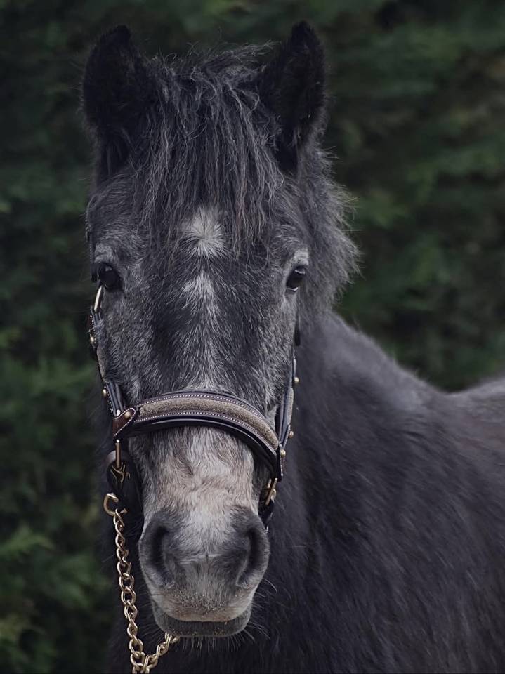 Ponette &agrave; vendre 