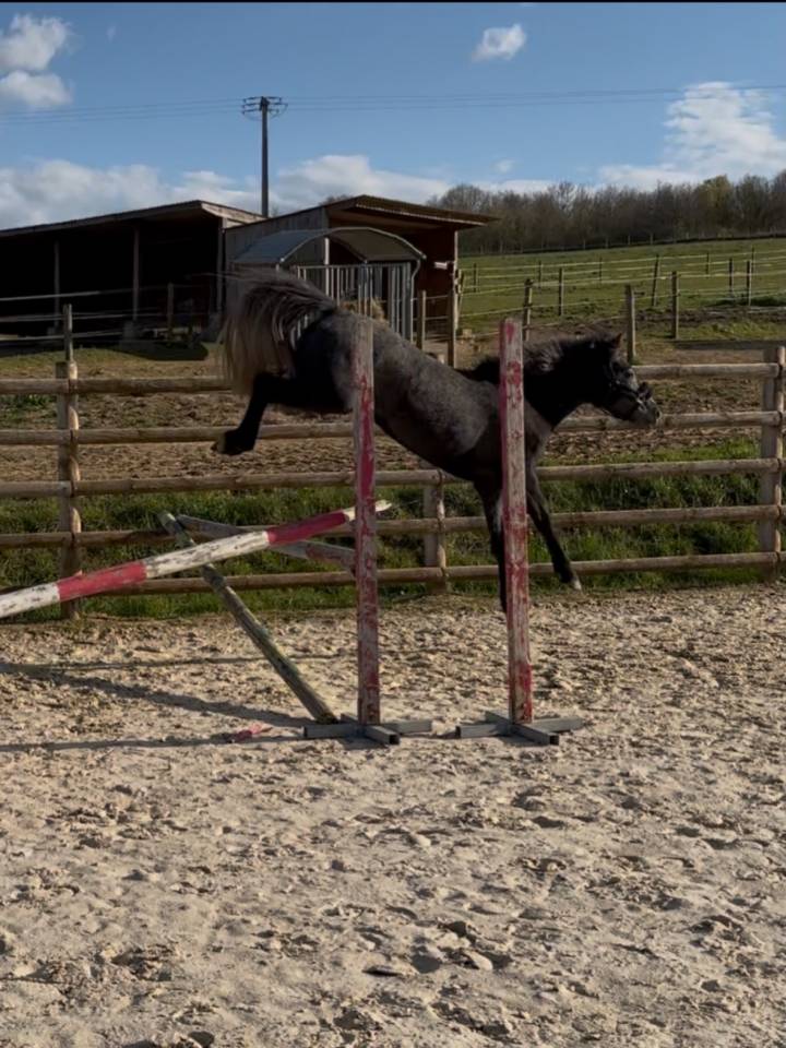Ponette &agrave; vendre 
